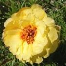 100 Pcs Yellow Portulaca Grandiflora Seeds Homegrown Moss Rose Sun Plant Flowers