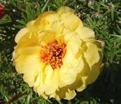 100 Pcs Yellow Portulaca Grandiflora Seeds Homegrown Moss Rose Sun Plant Flowers