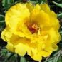 100 Pcs Yellow Portulaca Grandiflora Seeds Homegrown Moss Rose Sun Plant Flowers