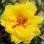 100 Pcs Yellow Portulaca Grandiflora Seeds Homegrown Moss Rose Sun Plant Flowers