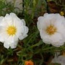 100 Pcs White Portulaca Grandiflora Seeds Homegrown Moss Rose Sun Plant Flowers