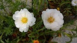 100 Pcs White Portulaca Grandiflora Seeds Homegrown Moss Rose Sun Plant Flowers