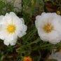 100 Pcs White Portulaca Grandiflora Seeds Homegrown Moss Rose Sun Plant Flowers