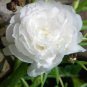 100 Pcs White Portulaca Grandiflora Seeds Homegrown Moss Rose Sun Plant Flowers