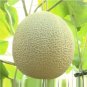 8 Pcs Hami Melon Sweet Honey-Dew Melon Seeds