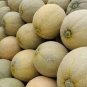 8 Pcs Hami Melon Sweet Honey-Dew Melon Seeds