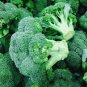 60 Pcs Green Organic Broccoli Heirloom Vegetables Seeds