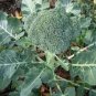 60 Pcs Green Organic Broccoli Heirloom Vegetables Seeds