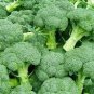 60 Pcs Green Organic Broccoli Heirloom Vegetables Seeds