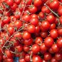 25 Pcs Red Truss Tomato Plant Seeds Non-gmo Heirloom Fruits