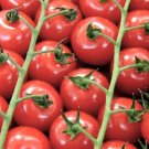 20 Pcs Red Truss Tomato, Edible Organic Vegetables 20 Pcs Red Truss Tomato, Edible Organic Vegetables