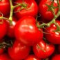 20 Pcs Red Truss Tomato, Edible Organic Vegetables