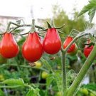 20 Pcs Red Pear Cherry Tomato, Edible Organic Tomatoes