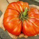 30 Pcs Big Red Tomato, Organic Edible Tasty Tomato