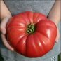 30 Pcs Big Red Tomato, Organic Edible Tasty Tomato