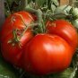 30 Pcs Big Red Tomato, Organic Edible Tasty Tomato