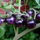 20 Pcs Asian Purple / Blue Tomato, Organic Edible Tomato, Non-gmo seeds 20 Pcs Asian Purple / Blue Tomato, Organic Edible Tomato, Non-gmo seeds