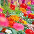 40 Pcs Mix Garden Youth-And-Old-Age Common Zinnia 40 Pcs Mix Garden Youth-And-Old-Age Common Zinnia