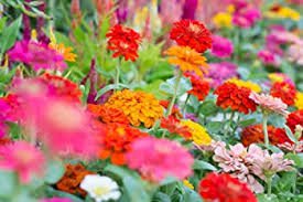 40 Pcs Mix Garden Youth-And-Old-Age Common Zinnia