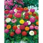 40 Pcs Mix Garden Youth-And-Old-Age Common Zinnia
