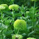 30 Pcs Green Garden Youth-And-Old-Age Common Zinnia Zinnia Elegans