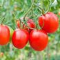 10 Pcs Red Cherry Tomato Seeds