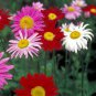 60 Pcs Fresh Mix Pyrethrum Robinsons Colorful Flowers Tanacetum Coccineum