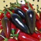 20 Pcs Fresh Hungarian Black Hot Chili Pepper Capsicum fruitescens