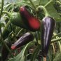 20 Pcs Fresh Hungarian Black Hot Chili Pepper Capsicum fruitescens