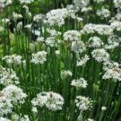 50 Pcs Fresh Garlic Chives Seeds Allium Tuberosum Chinese Chives 50 Pcs Fresh Garlic Chives Seeds Allium Tuberosum Chinese Chives