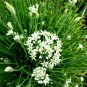 50 Pcs Fresh Garlic Chives Seeds Allium Tuberosum Chinese Chives