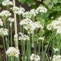 50 Pcs Fresh Garlic Chives Seeds Allium Tuberosum Chinese Chives