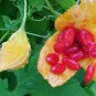 8 Pcs Yellow Momordica Organic Seeds Smallest Bitter Melon Momordica Charantia