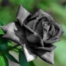 50 Pcs Turkey Black Rose Shrub Plant Flower Seed