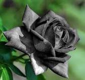 50 Pcs Turkey Black Rose Shrub Plant Flower Seed