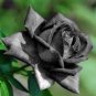 50 Pcs Turkey Black Rose Shrub Plant Flower Seed