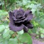 50 Pcs Turkey Black Rose Shrub Plant Flower Seed
