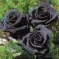 50 Pcs Turkey Black Rose Shrub Plant Flower Seed