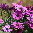 15 Pcs Osteospermum Ecklonis African Transvaal Veldt Daisy Seed