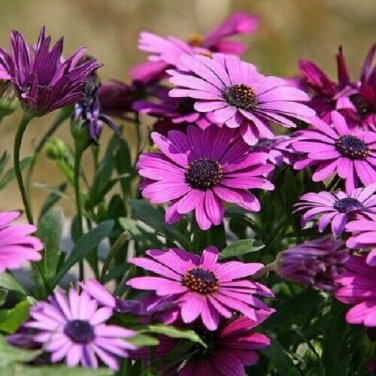 15 Pcs Osteospermum Ecklonis African Transvaal Veldt Daisy Seed