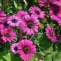 15 Pcs Osteospermum Ecklonis African Transvaal Veldt Daisy Seed