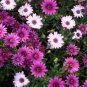 15 Pcs Osteospermum Ecklonis African Transvaal Veldt Daisy Seed