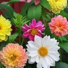 30 Pcs Mix Dahlia Hybrida Dwarf Dahlia Flowrs