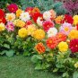 30 Pcs Mix Dahlia Hybrida Dwarf Dahlia Flowrs