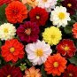 30 Pcs Mix Dahlia Hybrida Dwarf Dahlia Flowrs