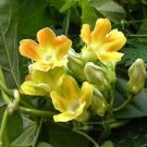 50 Pcs Telosma Cordarum Merr Yellow Night Willow Herbs Flowers
