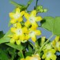 50 Pcs Telosma Cordarum Merr Yellow Night Willow Herbs Flowers