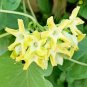 50 Pcs Telosma Cordarum Merr Yellow Night Willow Herbs Flowers