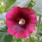20 Pcs Hollyhock COUNTRY ROMANCE RED Alcea Rosea Flower Seeds 20 Pcs Hollyhock COUNTRY ROMANCE RED Alcea Rosea Flower Seeds
