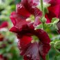 20 Pcs Hollyhock COUNTRY ROMANCE RED Alcea Rosea Flower Seeds